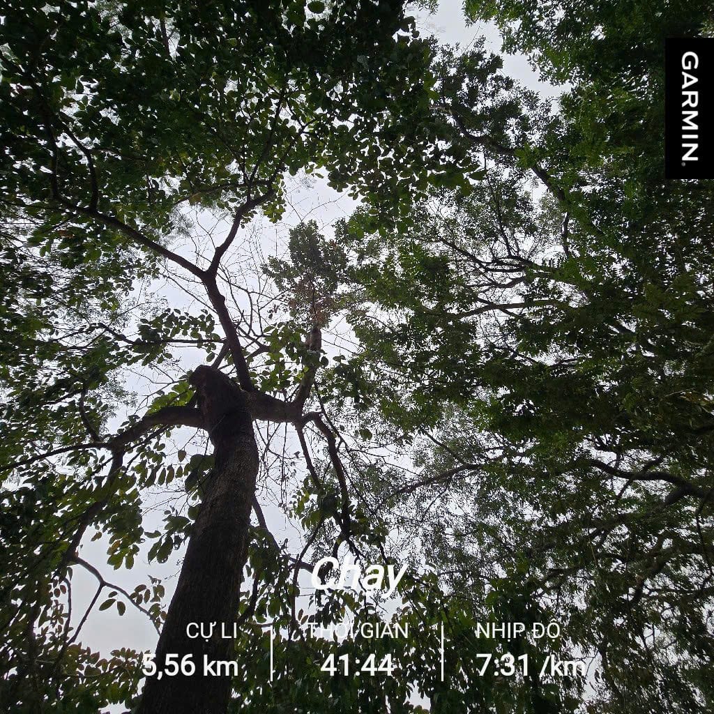 Chạy bộ buổi sáng