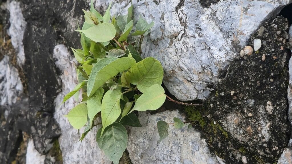 Nếu cả đời không rực rỡ thì sao?