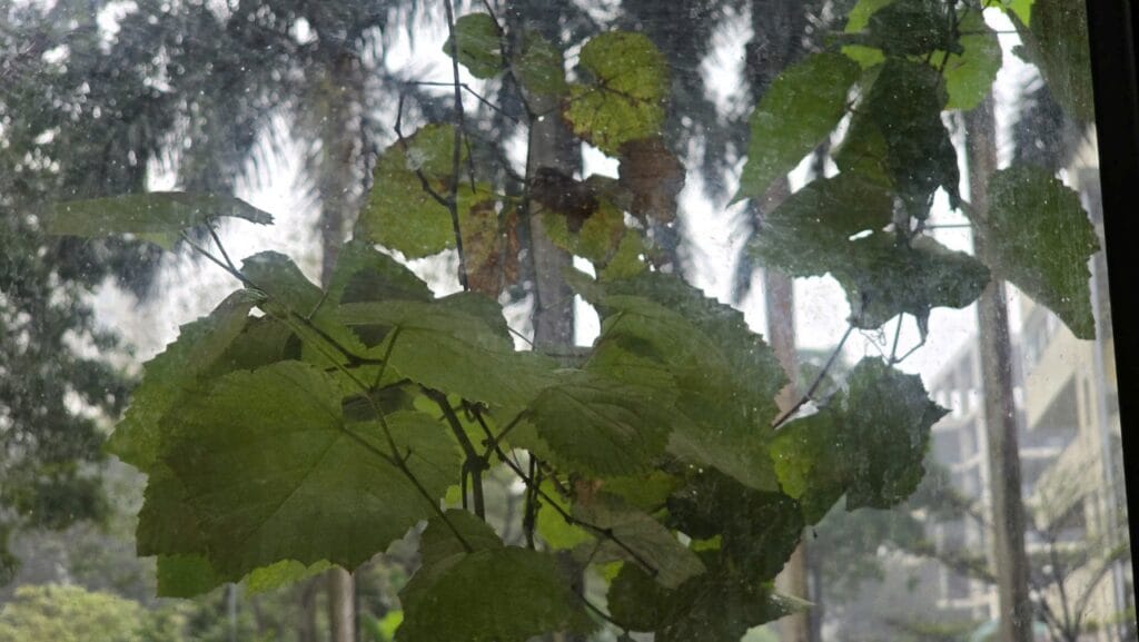 Rực rỡ theo cách của thuywrtier